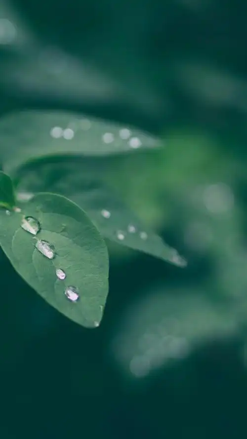 1080x1920 (iphone 8/7/6/6s plus)