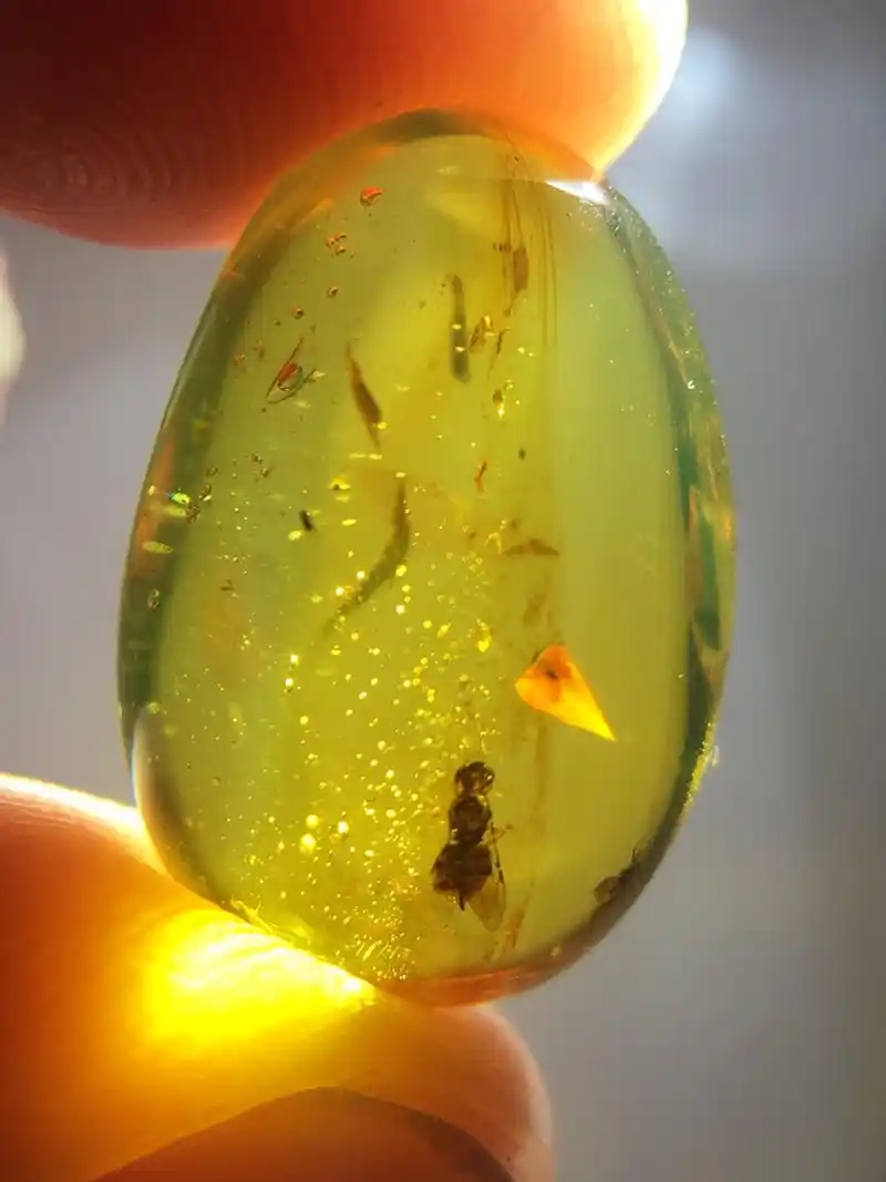 缅甸天然琥珀【肉嘟嘟的蜂类】精