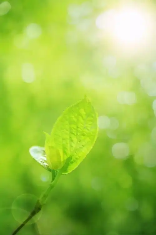 疗愈音乐 |《sunrise》悦耳动听,让心灵在自然里疗愈