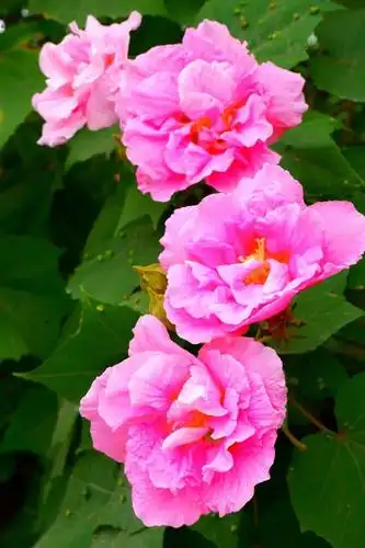 映像青白江丨芙蓉花一开好运自然来