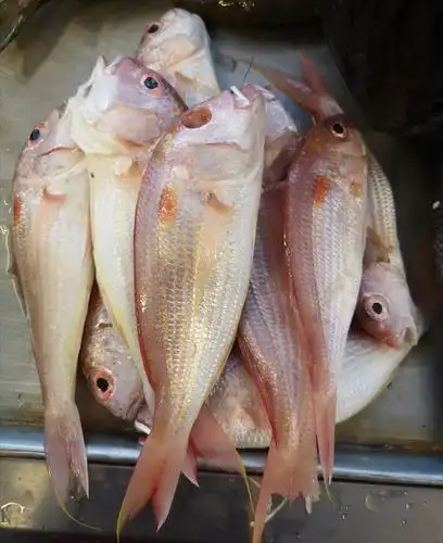 中文学名:金线鱼         为广东,广西,海南,台湾等省近海底拖网渔业