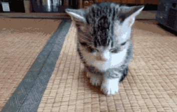 猫咪低头晃动萌宠gif动图_动态图_表情包下载_soogif