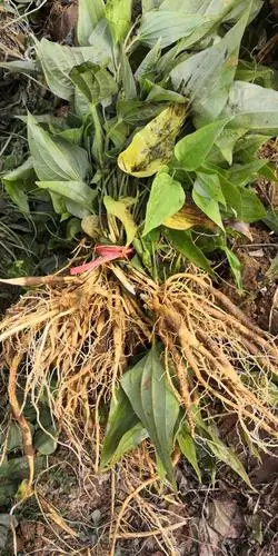 供应大厅  中药材  百部