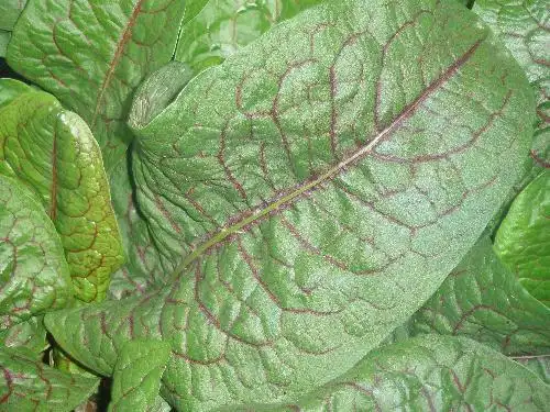 血当归的生药材鉴定