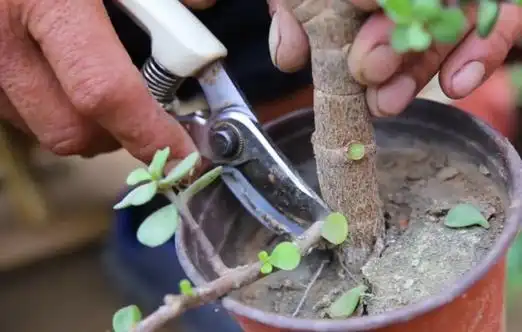 金枝玉叶如何修剪成悬崖式1