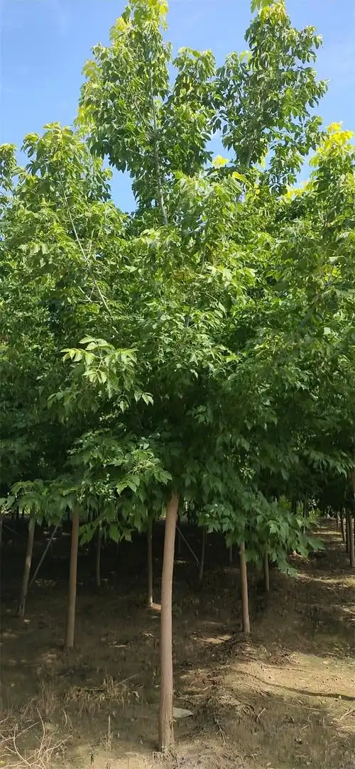 复叶槭基地直销金叶复叶槭苗木树苗工程园林绿化树规格齐全