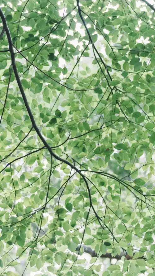 你们有没有那种可好看的绿色背景图哇超喜欢绿色