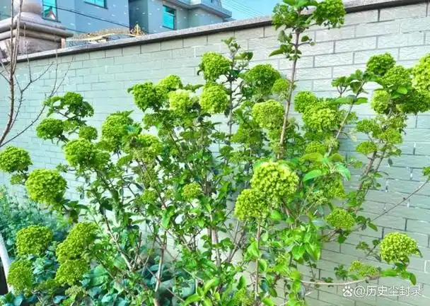 家有庭院,除了养花种菜,也要记得种几棵树,不仅会让庭院更有层感,而且