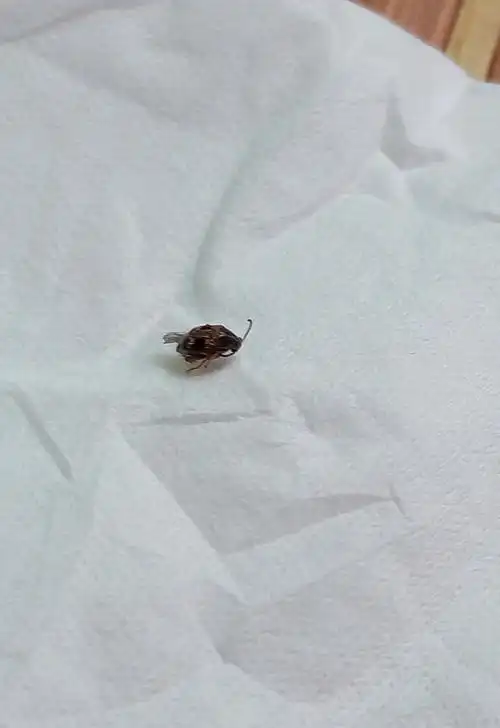 家里出现黑色会飞的虫子 ,请问怎么消灭,是什么虫子.