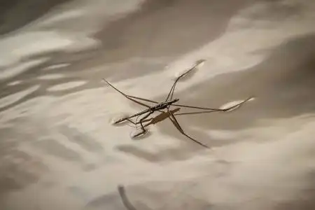 科是一个昆虫科,按科的顺序排列,俗称水,水,池塘,溜冰者,水或耶稣