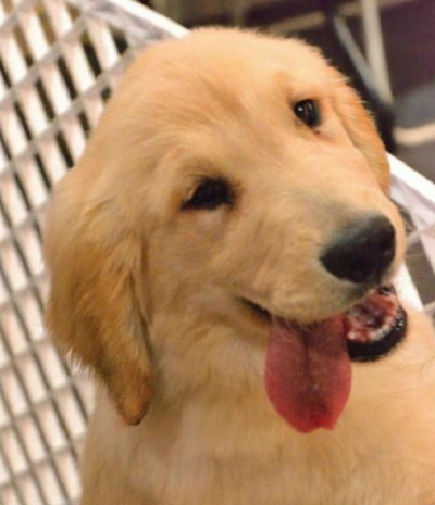 宠物狗表情包,你喜欢哪个,我喜欢图五|舌头|宠物狗|筋骨_新浪新闻