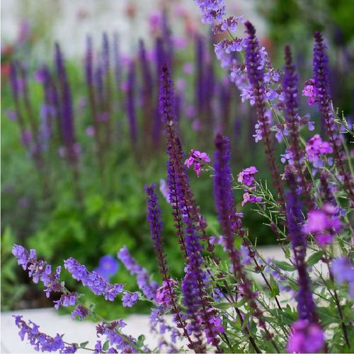 小椿日卡拉多纳鼠尾草花境绿植香草植物蓝紫色耐热绿植