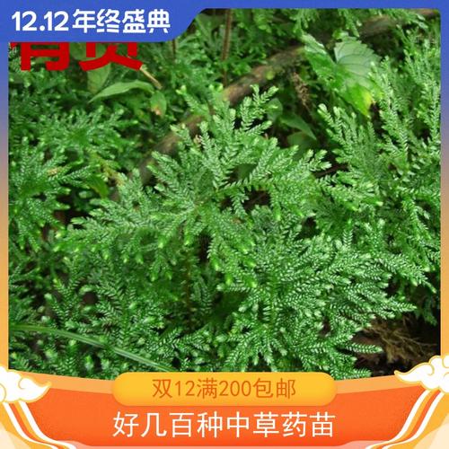 深绿卷柏生根卷柏石上柏大叩菜梭罗草地梭罗金龙草龙鳞草四季药苗