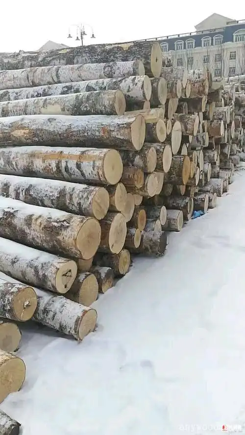 俄罗斯白桦原木