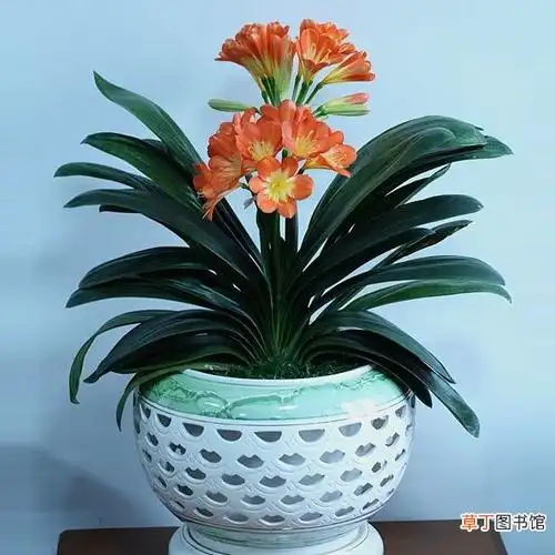 【兰花】君子兰花盆景图片大全有哪些?