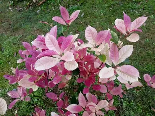 五彩桂花,给你不一样的惊喜.