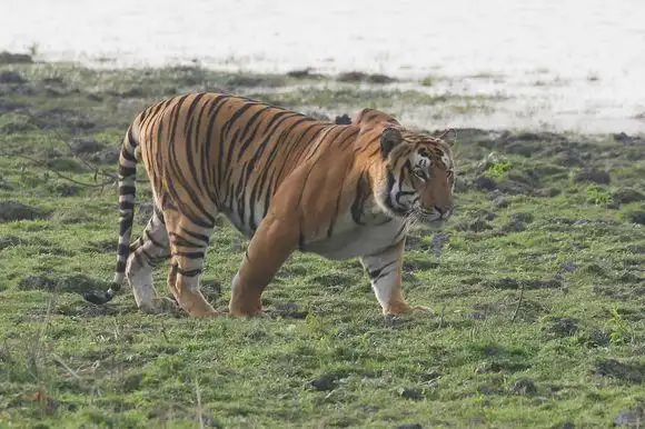 远东北亚巨虎 _ 哔哩哔哩相簿