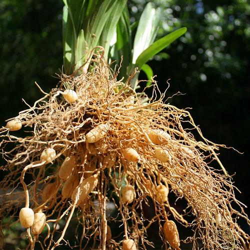 天然野生麦冬苗有机可食用盆栽带坠发货庭院宽阔叶中药用麦冬草坪