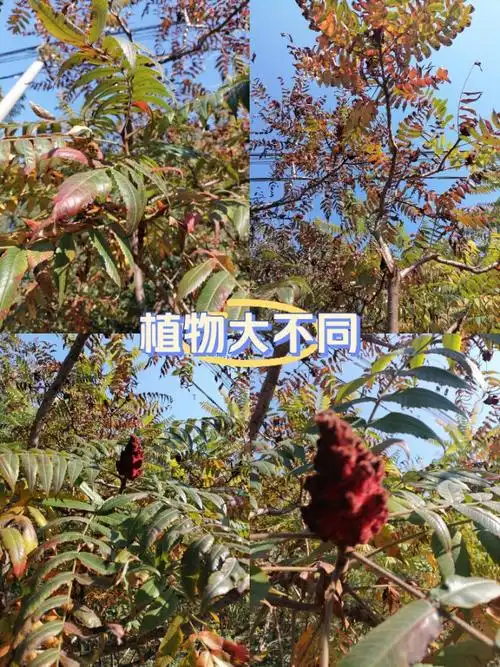 我原本以为这树叫"臭椿",
就是椿树的一种,
香椿能吃,而它总是