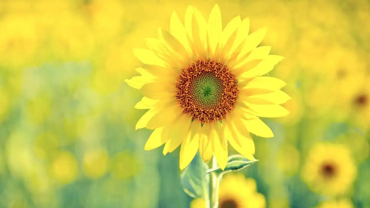 向日葵图片高清电脑桌面壁纸