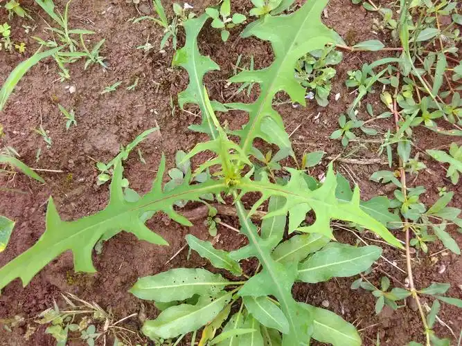 农村这种叫"活血草"的野菜,食用其嫩茎叶益处多,一