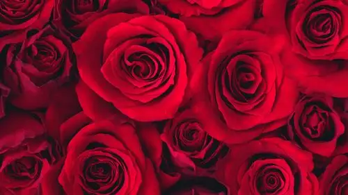 美丽的鲜花与露水 高清壁纸 #5 - 1920x1080