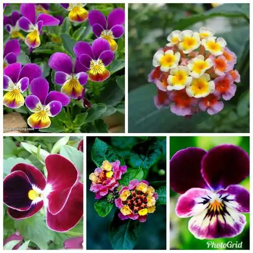 假如我有一朵七色花