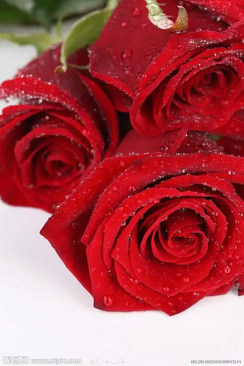 红玫瑰摄影图__花草_生物世界_摄影图库_昵图网nipic.com