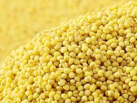 黍子是什么粮食,黍子面是什么粮食作物(高粱和谷子怎么区分)