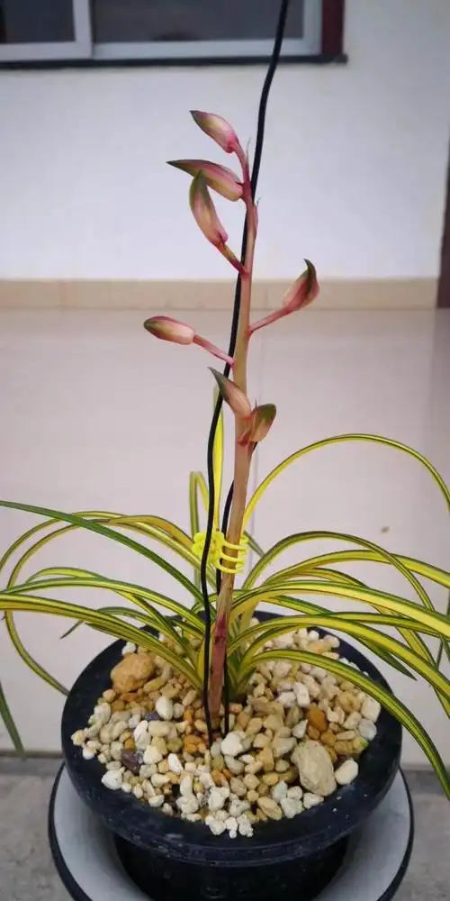 特金奖的蕙兰,叶花双艺