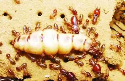 每年四五月,演一回人蚁大战(组图)