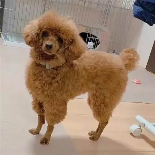 泰迪挑战羊咩咩造型看完我就笑了