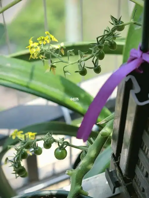 醋栗番茄甜豌豆每天都在数多少个小番茄