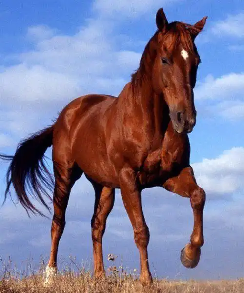 头条问答 - 三国时期的的卢马有那么邪气吗?(10个回答)