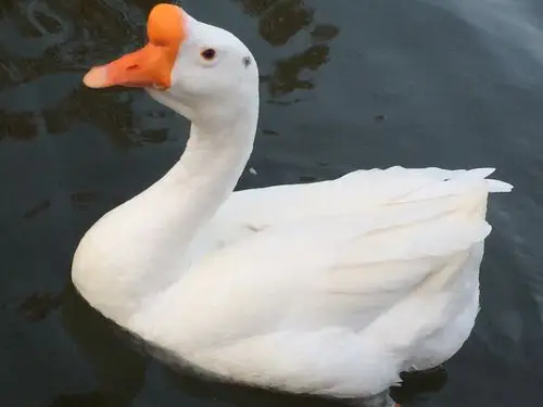 湖中鸭                白毛红嘴向天歌