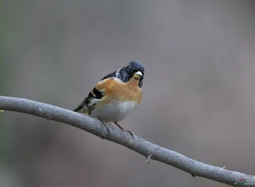 燕雀- 林鸟版 forest birds 鸟网
