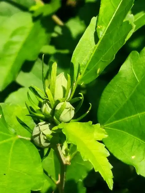 2020年夏天木槿花