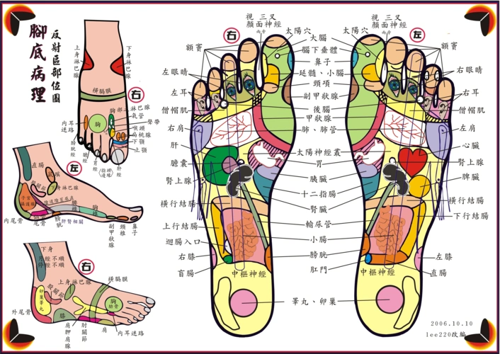 脚底反射区高清大图
