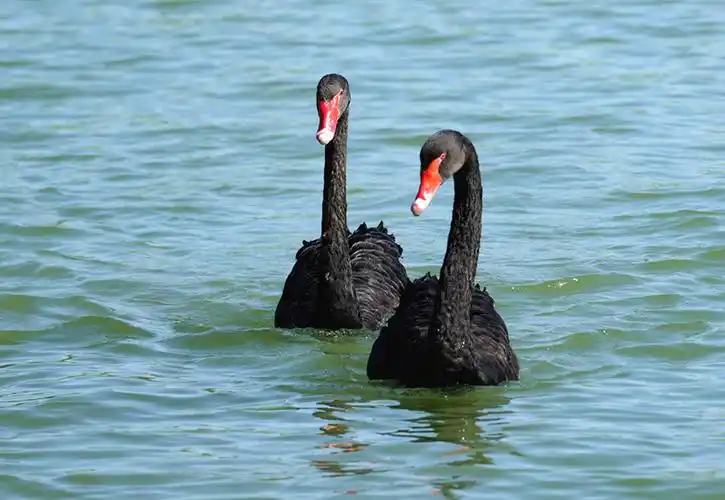 黑天鹅与白天鹅