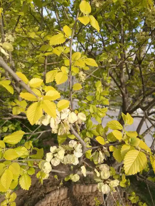 金叶榆(榆科榆属)