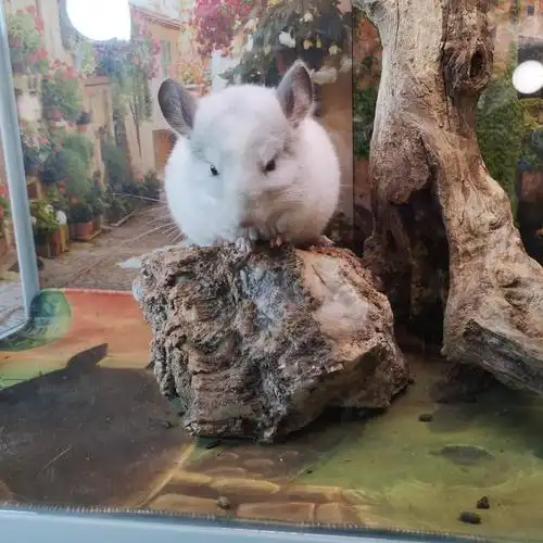 龙猫宠物长毛紫灰银斑标灰宝宝自家繁殖可爱龙猫