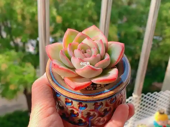 去年夏天入的,现在开始出果冻色啦#多肉控  #我的阳台花园  #泡芙