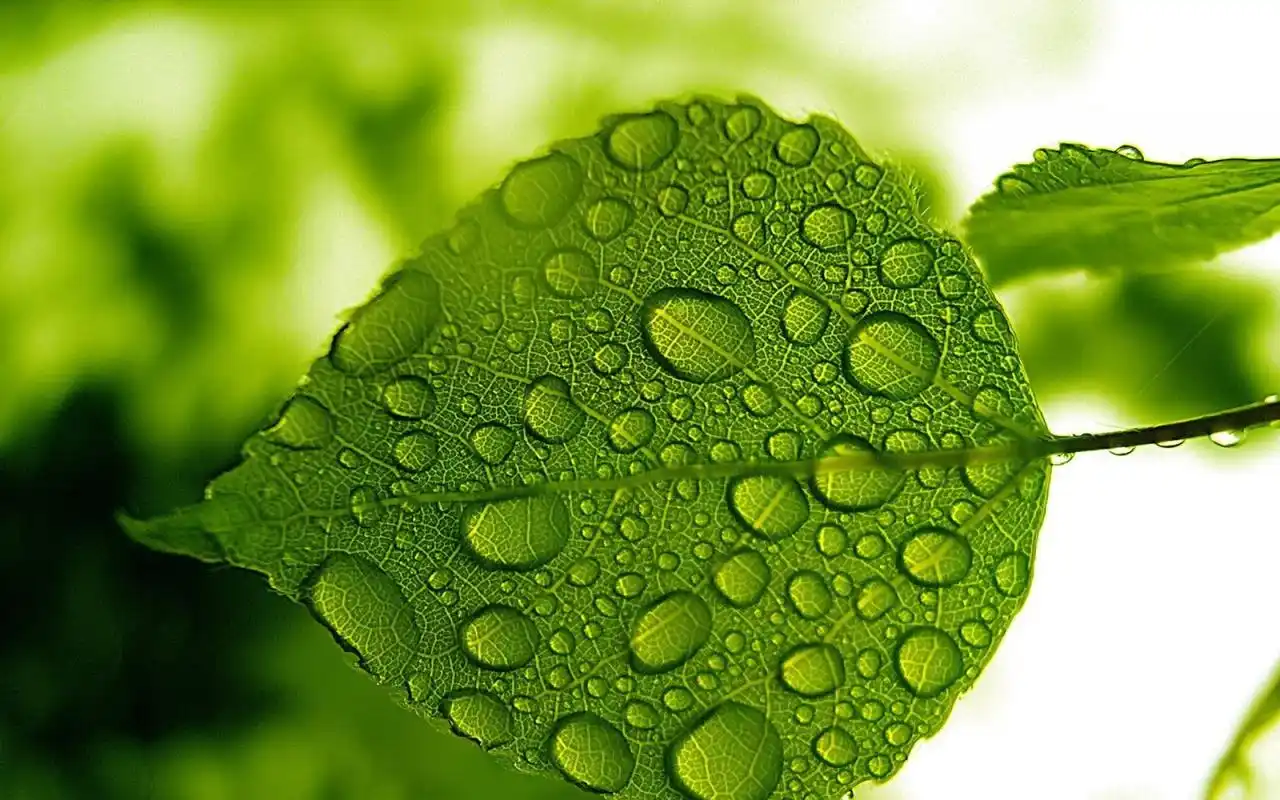 绿色叶子清新护眼图片高清壁纸