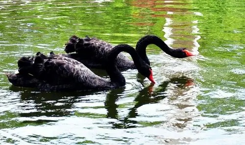 我拍了俩只黑天鹅才想起来这句话.