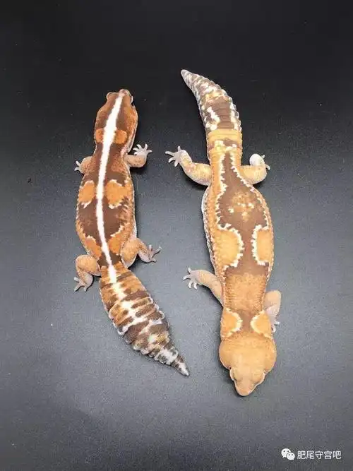 肥尾守宫africanfattailgeckos