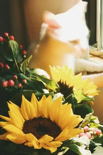 自拍的自用背景图!内含海天猫花树