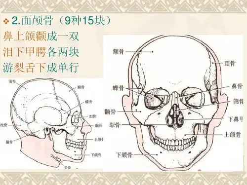 面颅骨(9种15块) 鼻上颌颧成一双 泪下甲腭各两块 游梨舌下成单行
