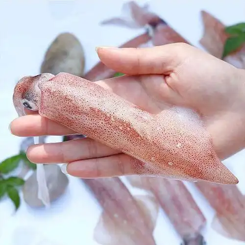 大鱿鱼新鲜冷冻海兔子小管带仔鱿鱼之家渔船捕捞新鲜发货