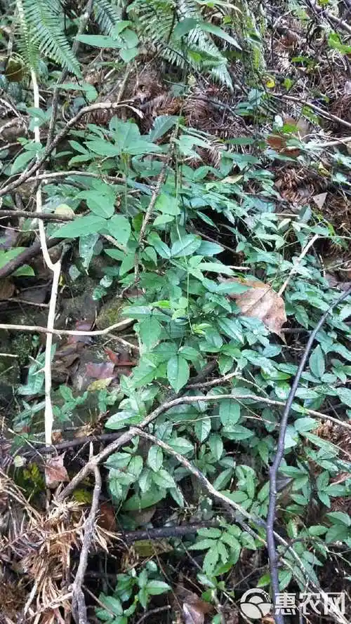 [三叶青批发]浙江三叶青价格500元/斤 - 惠农网