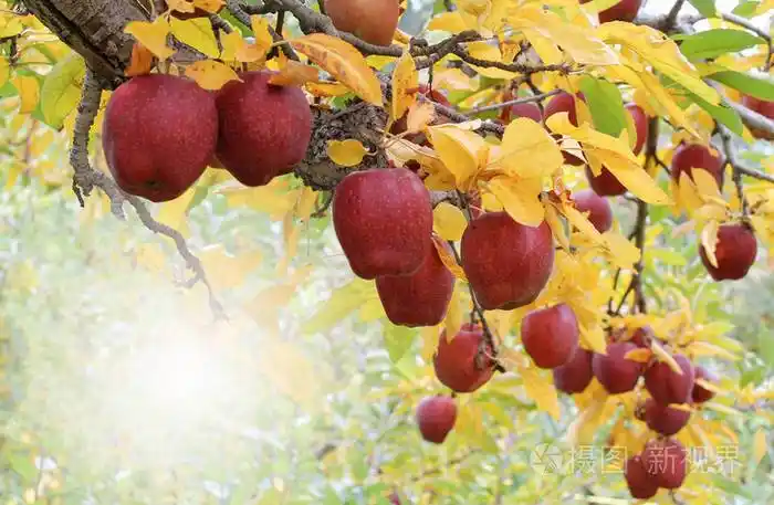 红色成熟的苹果在秋天在树枝上